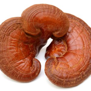 Reishi Ganoderma Lucidum (Mushroom) Extract