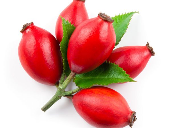 Rose Hips 4:1, PE - 4562SD