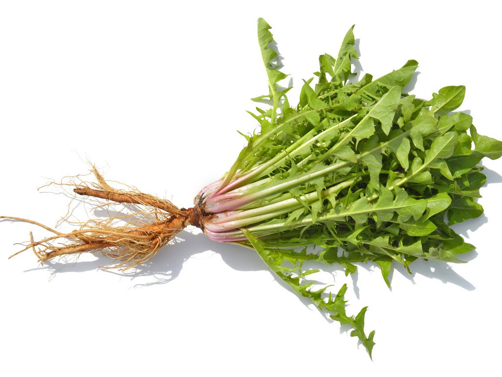 Dandelion Root, SE - 2048