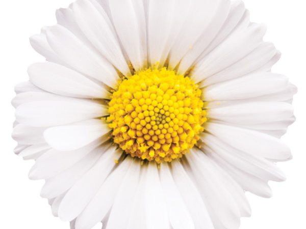 Chamomile, AF - 5435
