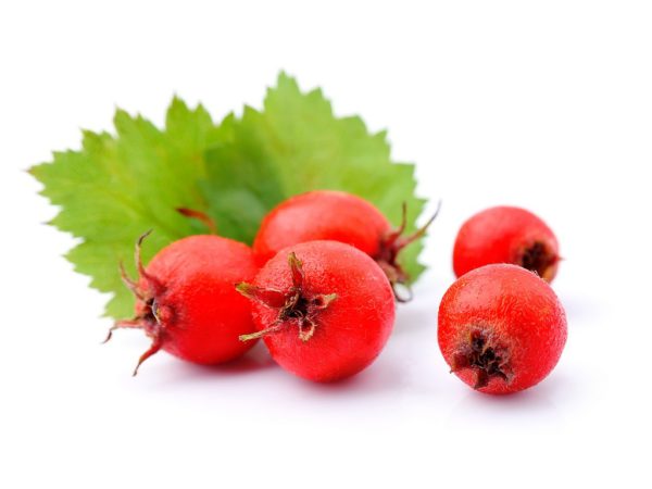 Hawthorn Berries SD, PE - 4324SDW