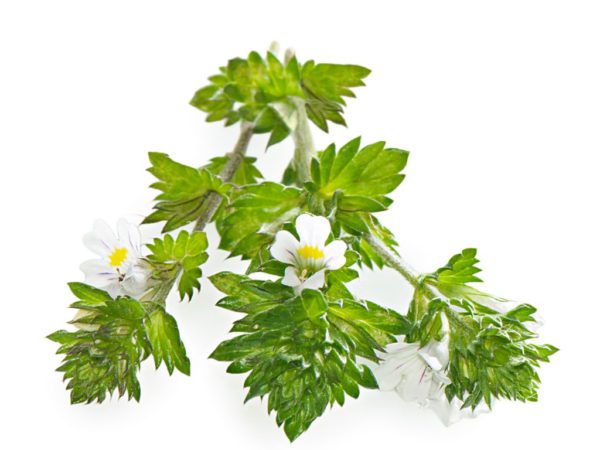 Eyebright, PE - 4246