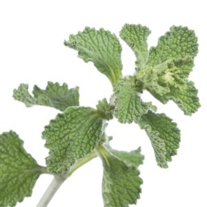 Horehound, SE - 2071B