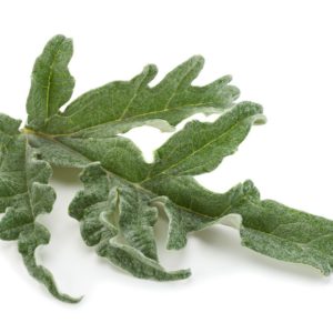 Artichoke, SE - 2002C