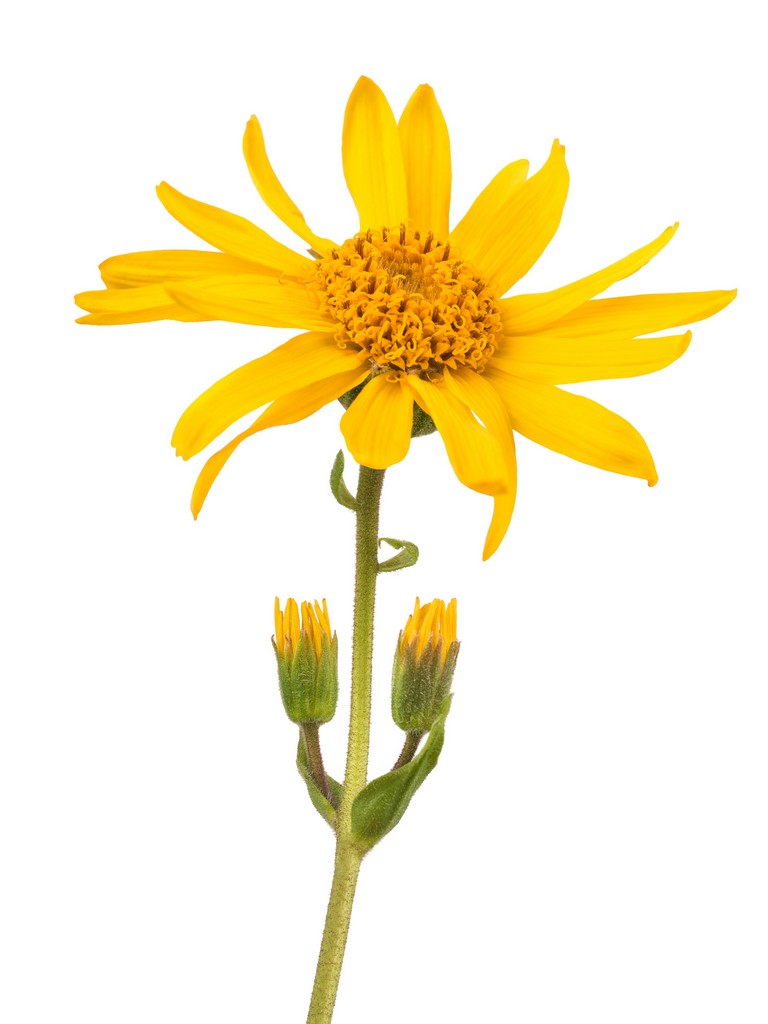 PG Mexican Arnica 5:1 - 3201