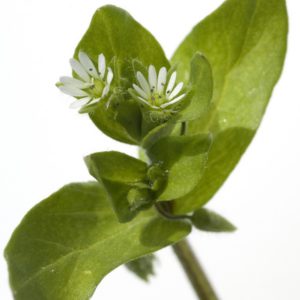 Chickweed W/O Caramel, PE - 4156B