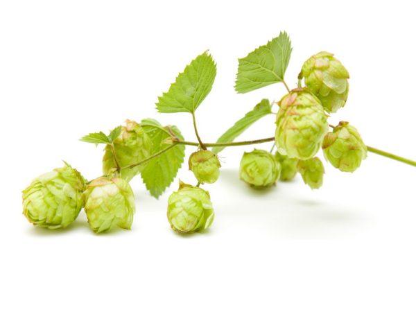 Hops 4:1, PE - 4330SD