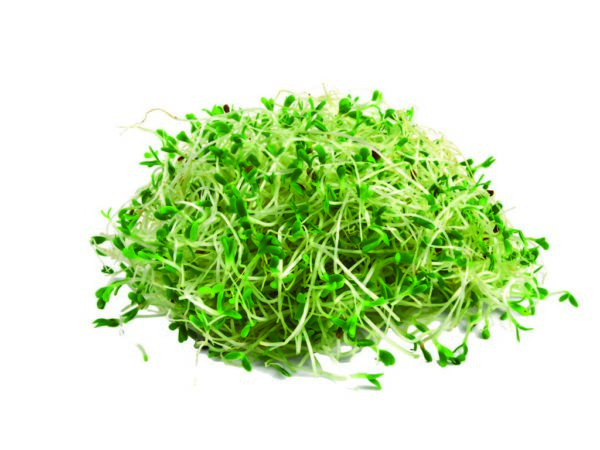 ALFALFA LEAF IN GLYCERIN TEST