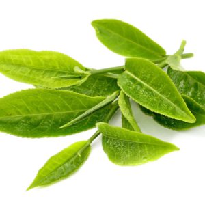 Green Tea Leaf Camellia Sinensis Leaf Extract