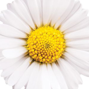 Chamomile Flower, PE - 4144SD