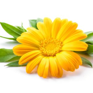 Calendula Flower Calendula Officinalis Flower Extract
