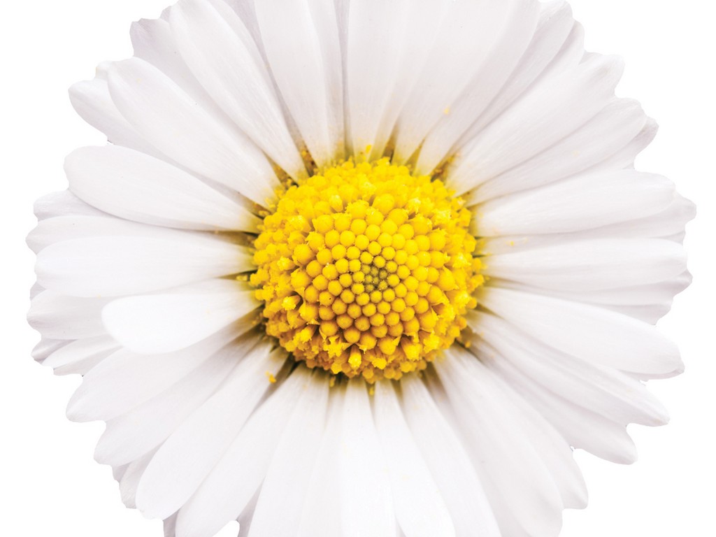 Chamomile Floraceutical® - 9831