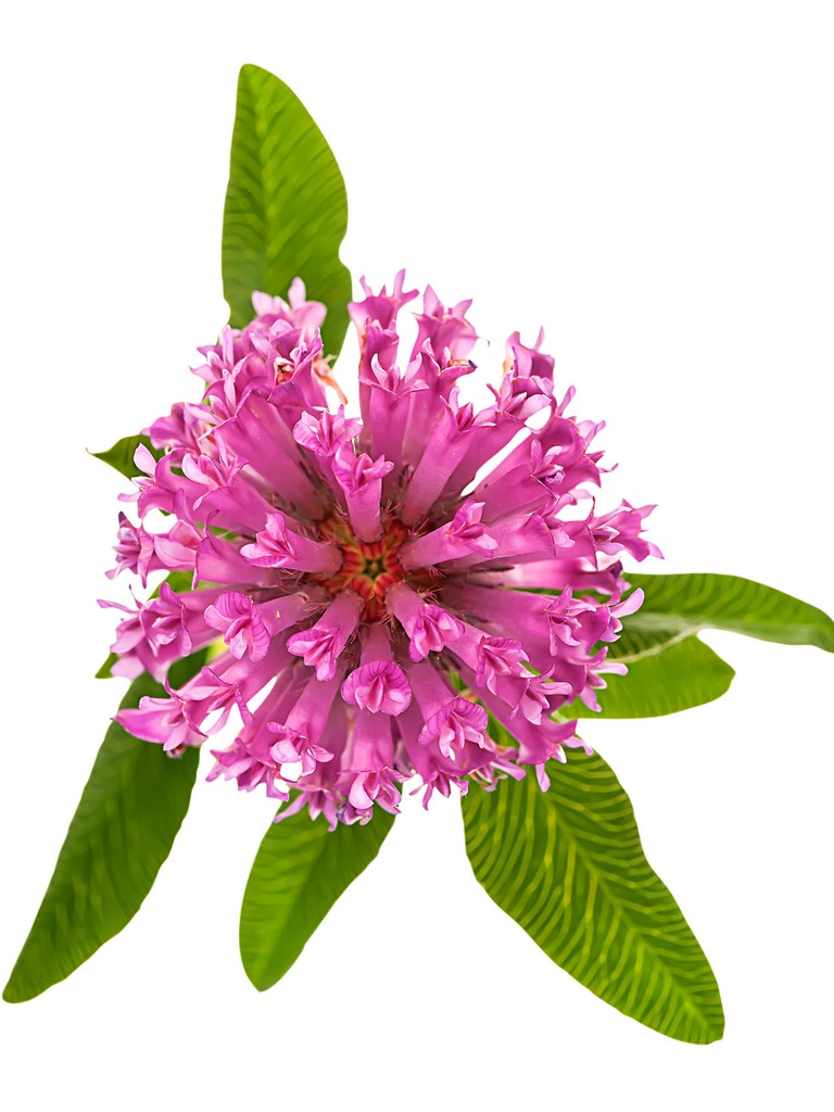 Red Clover Tops Trifolium Pratense (Clover) Flower Extract