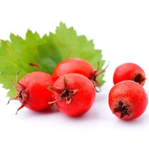 Hawthorn Berries SD, PE - 4324SDW