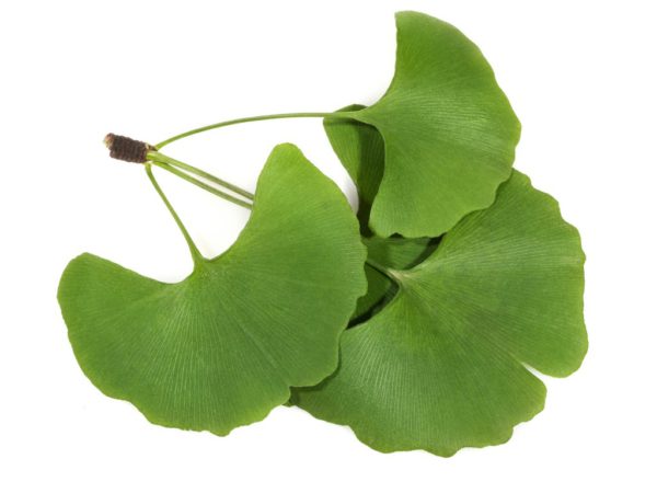 Ginkgo Leaf Ginkgo Biloba Leaf Extract
