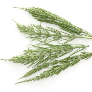 Horsetail, AF - 5489