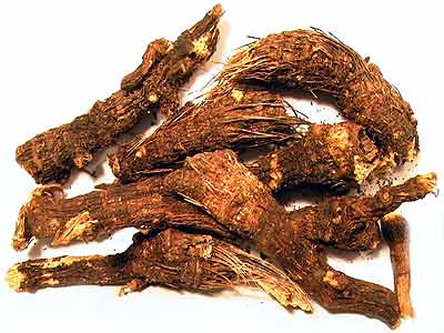 Osha Root Ligusticum Porteri Root Extract