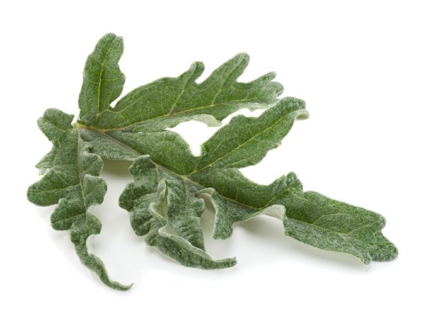 Artichoke, SE - 2002C