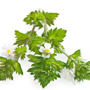 Eyebright, PE - 4246