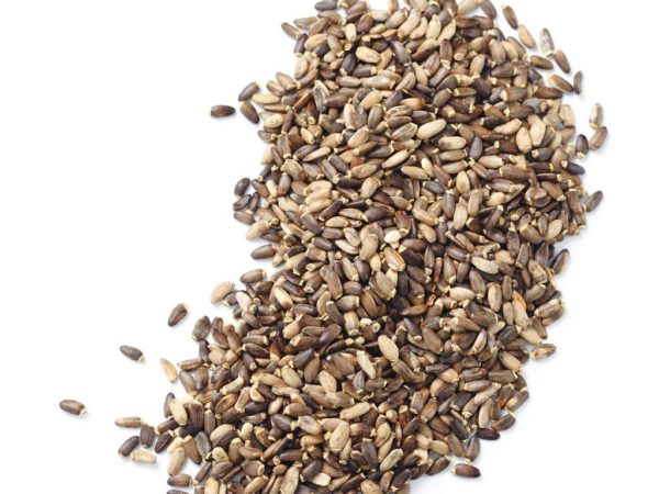 Milk Thistle, AF - 5510