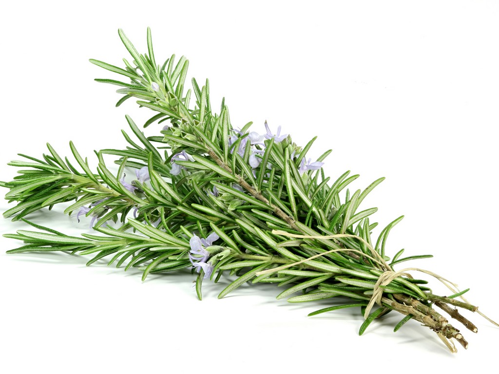 Organic Rosemary in Glycerin - 3330ORG