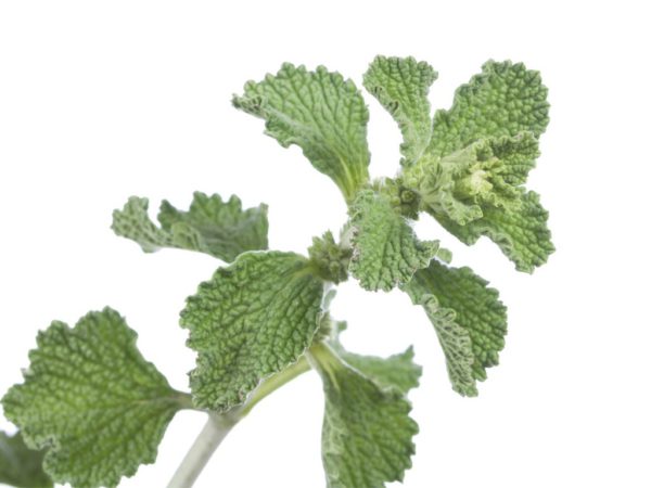 Horehound, SE - 2071B