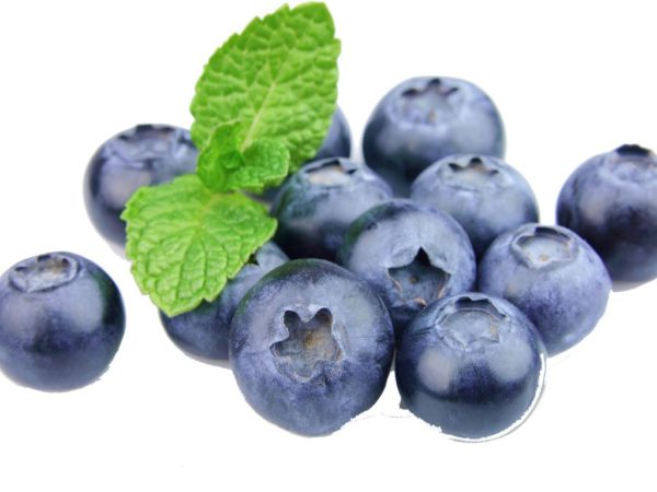 Blueberry Leaf, FE - 5012